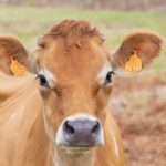Vache Jersiaise - photo : Cédric Caïn
