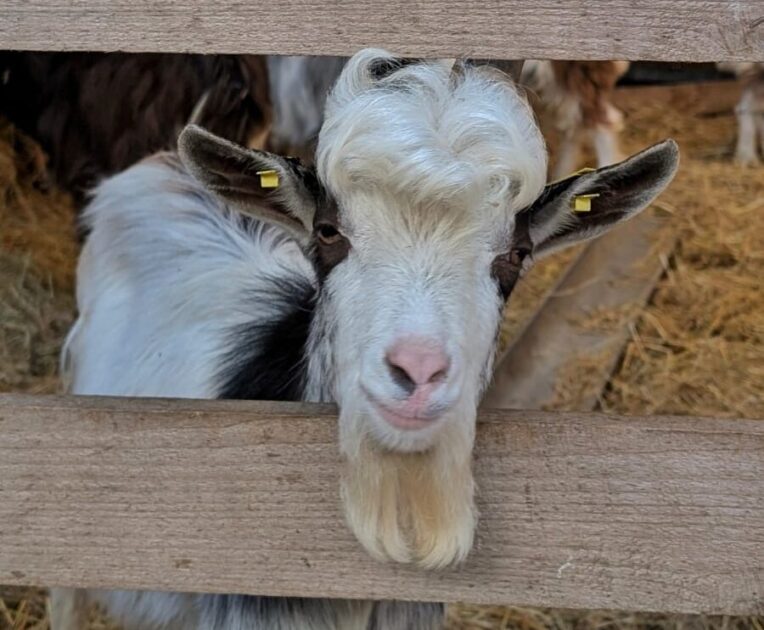 Apprentis fermiers, Domaine de Menez Meur